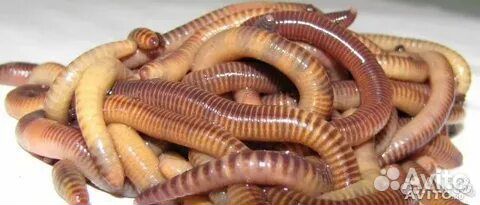 Червь Дендробена