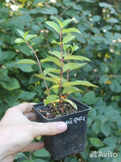 Гортензия Скайфолл