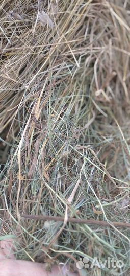 Продам сено в рулонах