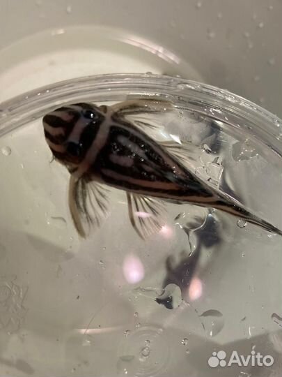 Продам номерных сомов L046, коряги яблони