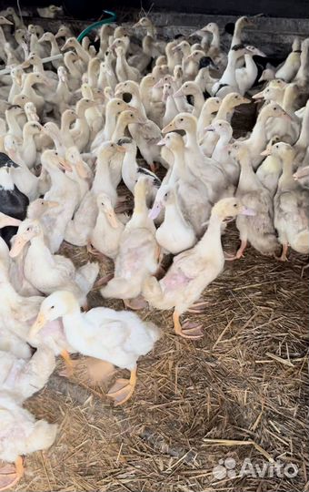 Продам уток