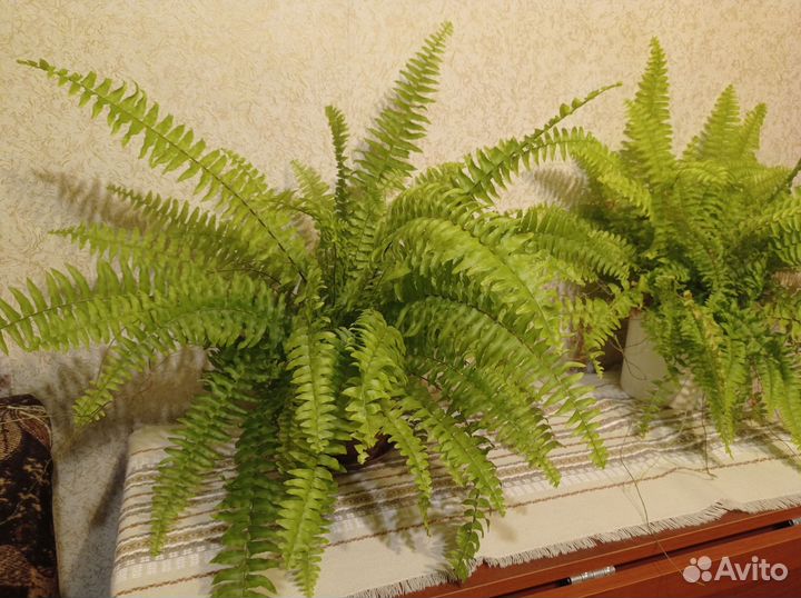 Папоротник нефролепис