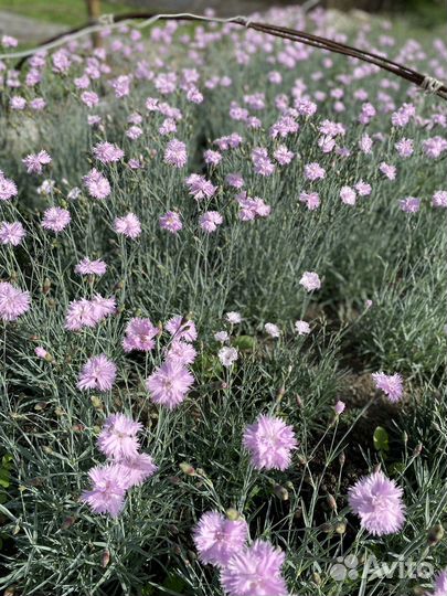 Гвоздика многолетняя