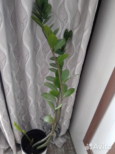 Долларовое дерево в интерьерном горшке