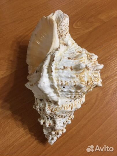 Ракушка морская