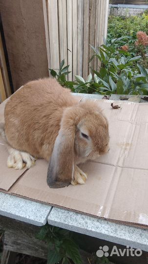 Французский баран на племя