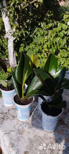 Фикус каучуконосный