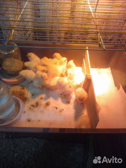 Инкубатор для яиц автоматический