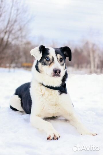 Необыкновенная красавица Нюра грустит в приюте