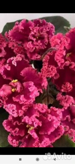 Фиалка детки, укорененные листики