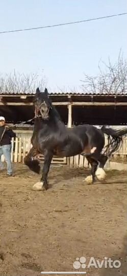 Владимирский тяжеловоз Продажа и Случка