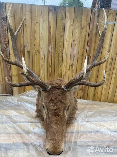 Чучело головы оленя