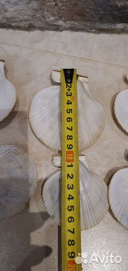 Раковины морские гребешки