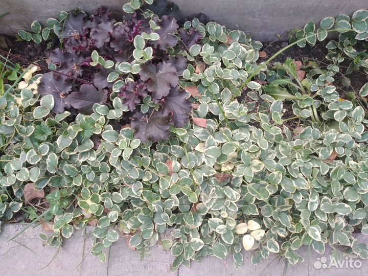 Бересклет вариегатный