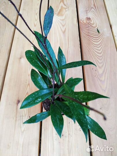 Комнатные цветы (хойки)