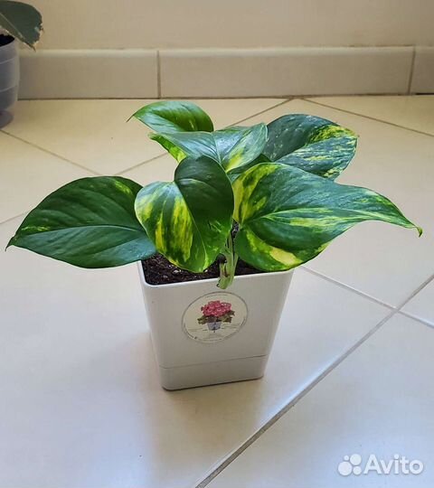 Филодендрон, Эпипремнум, Сциндапсус