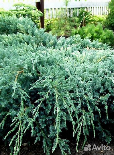 Можжевельник чешуйчатый Блю Карпет