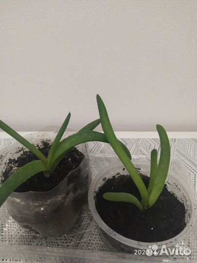 Комнатные растения каланхоэ, алое