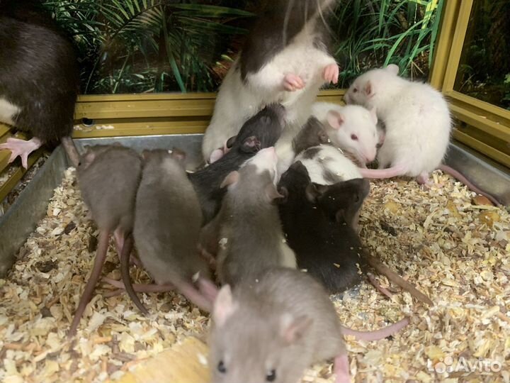 Крысы декоративные малыши ручные