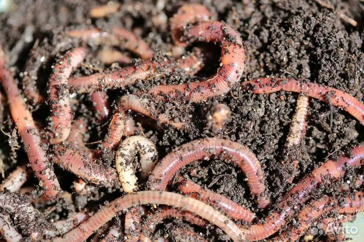 Калифорнийские черви