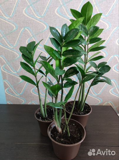 Замиокулькас, фикус Бенджамина,хойя