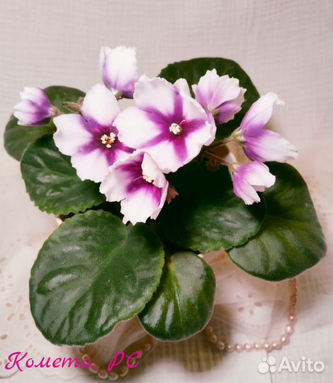 Фиалки стандарты - детки