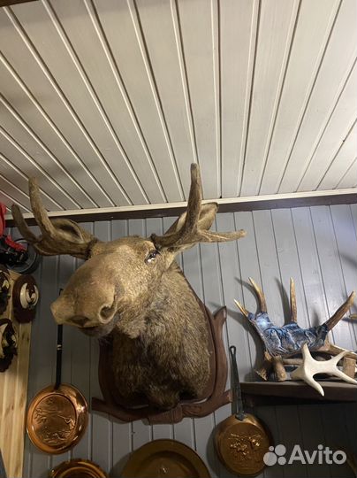 Чучело оленя на реву,кабанов,лосей,косуль
