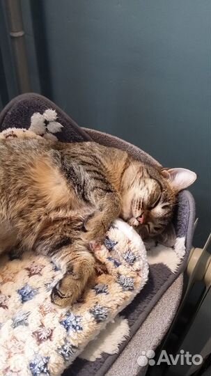 Кошка в дар