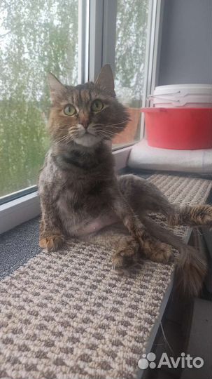 Сибирская кошка