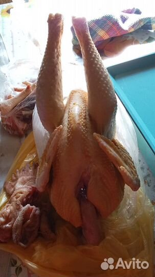 Утки и куры