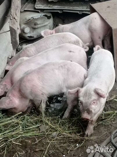 Поросенок 1 месяц