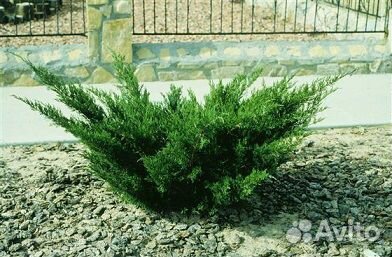 Хвойные растения (можжевельники) зкс