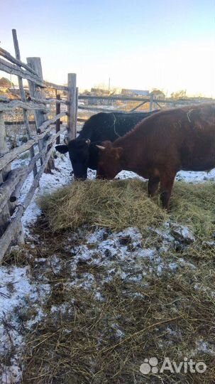 Крс малодняк. Овцы