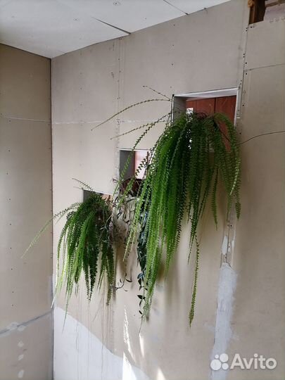 Папоротник комнатный