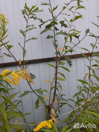 Дуб челябинский