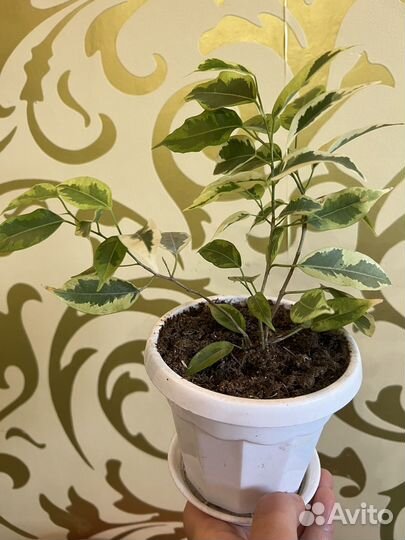 Фикусы бенджамина три ствола