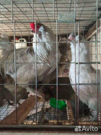 Бегунки,Лакеданзи,Маран, Амераукана