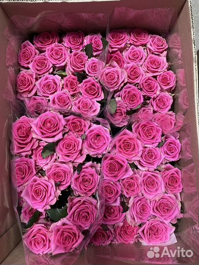 Роза без посредников от 15 шт с доставкой