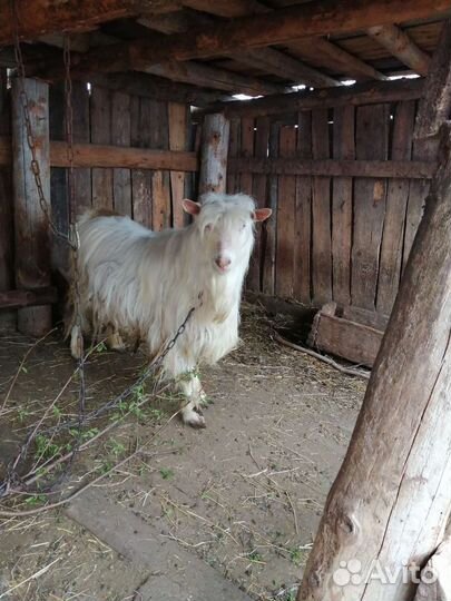 Козел зааненский