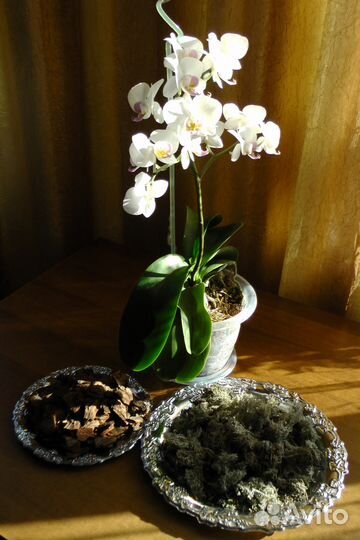 Грунт для орхидей. Мох, кора сосны