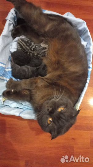 Котята британец шотландцы вислоухий шоколад