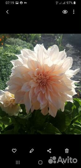 Георгины клубни