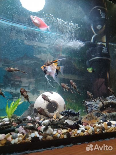 Сомики анциструсы