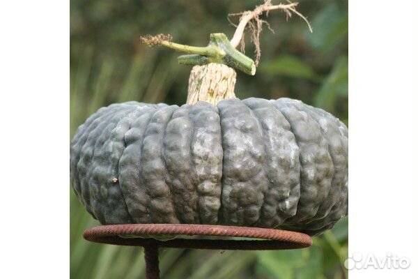 Семена тыквы