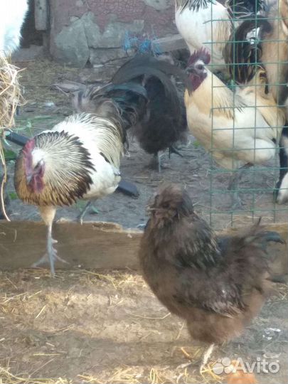 Петухи на племя шелковые