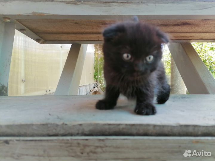 Отдам в добрые руки вислоухих котят