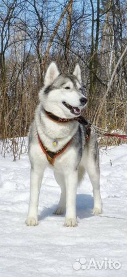 Шлейка ездовая для собаки