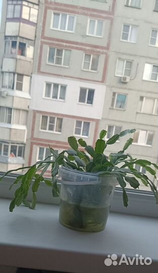 Цветок декабрист