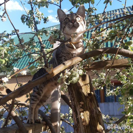 Кошка