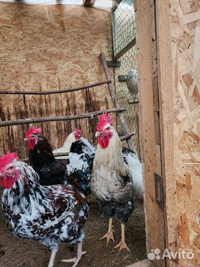 Петухи породы Ливенская ситцевая и Юрловская голос